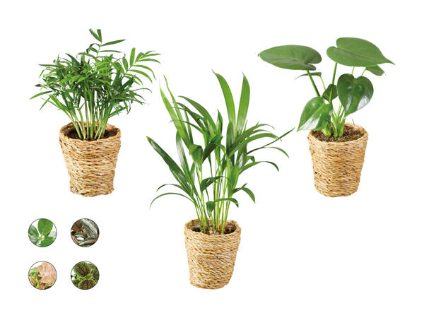 Plantes vertes "Tendance dans une corbeille"