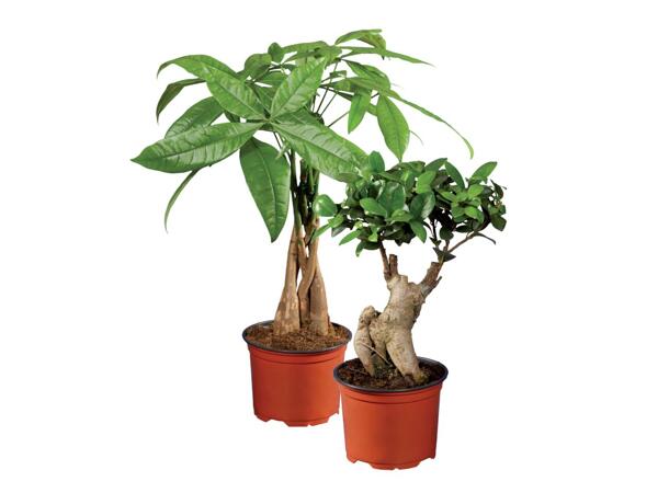 Ficus ginseng or pachira