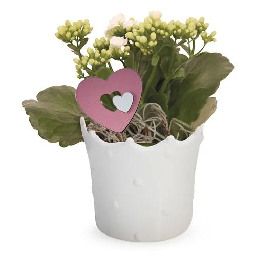 Blühpflanze Valentin