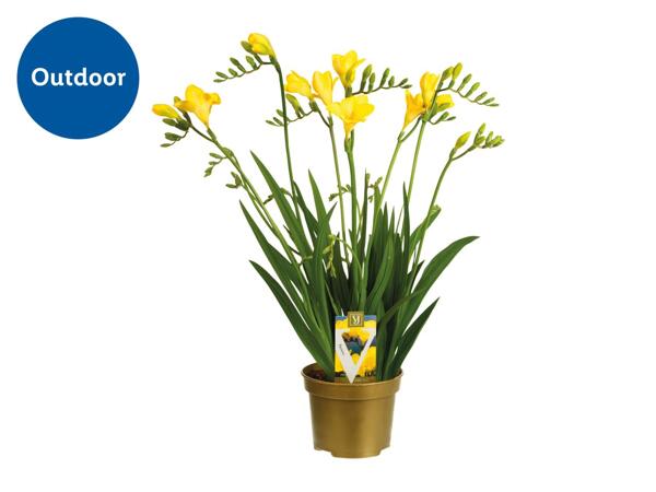 Freesia
