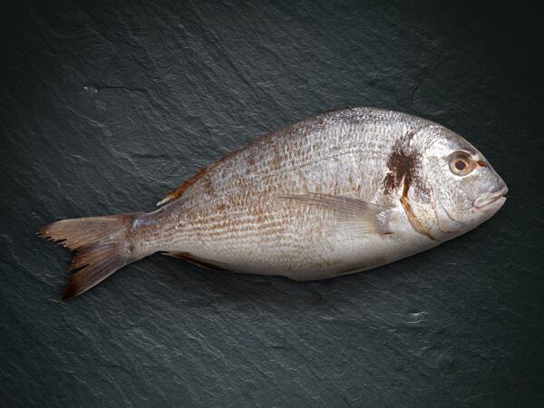Orata reale ASC