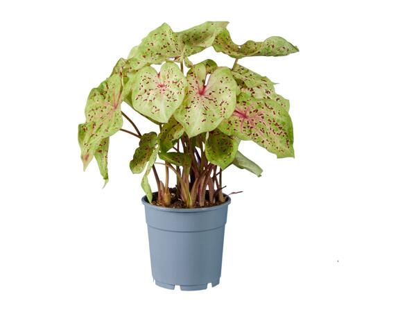 Caladium Mix