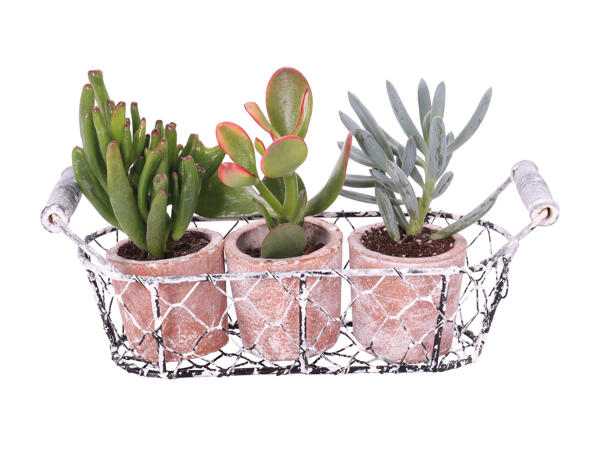 Plantes succulentes dans un pot en terre cuite