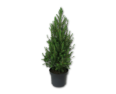Petit sapin de Noël