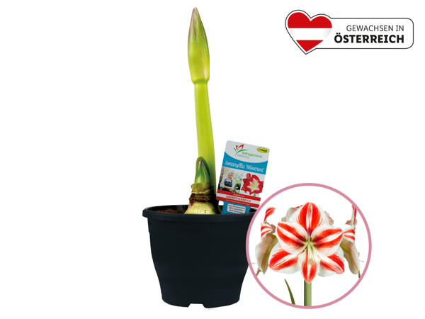Amaryllis Premium