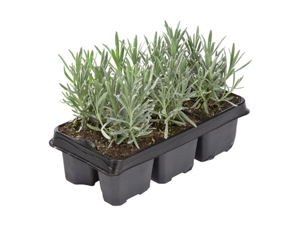 Lavendel 6‘er bakke