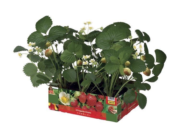 Strawberry Plants