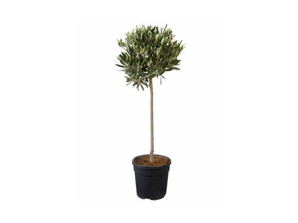 Olive Tree