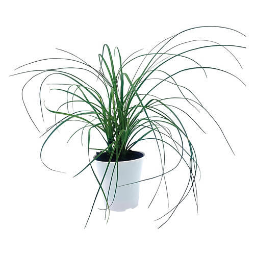 4" Assorted Foliage