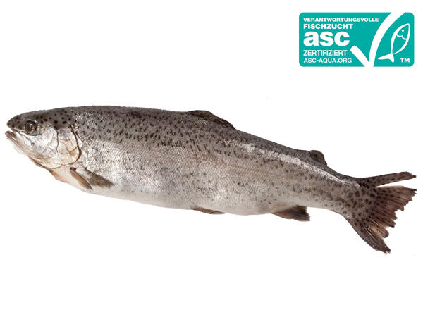ASC Frische Forelle