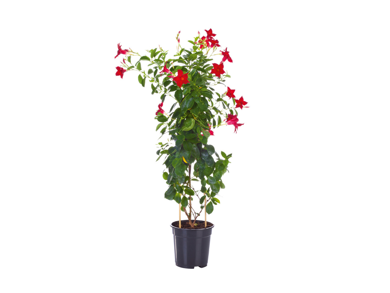 Dipladenia