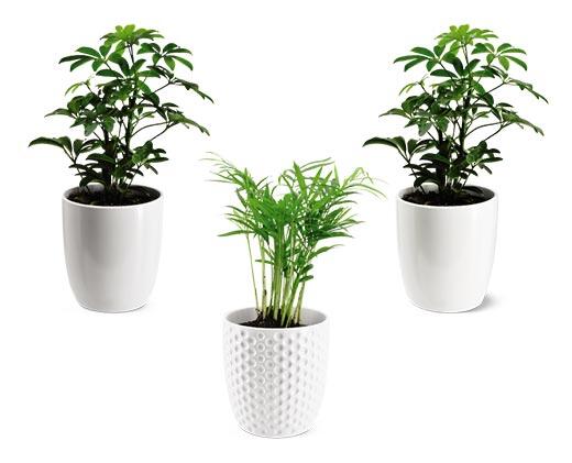5" Foliage Assorted Varieties