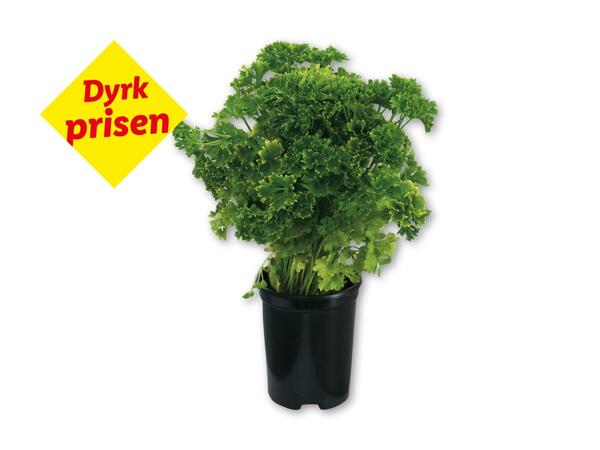 Økologisk dansk persille