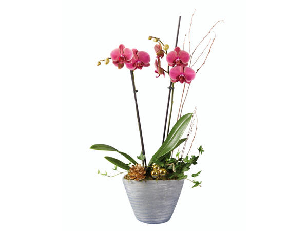 Orchidée dans un pot en céramique avec décoration de Noël