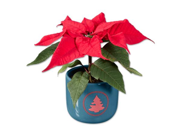 Mini Weihnachtsstern in Keramik