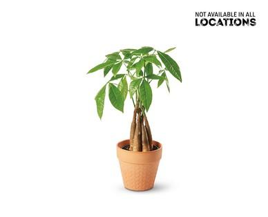 5" Money Tree