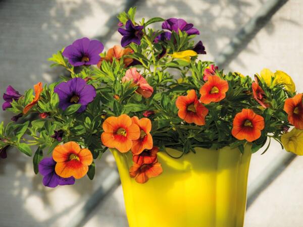 Mini petunia calibrachoa