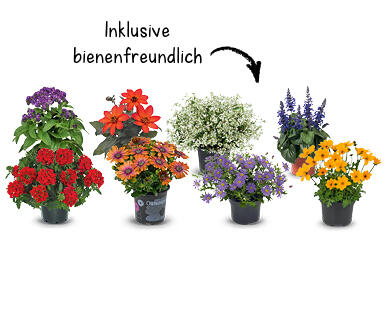 SOMMERBLUME