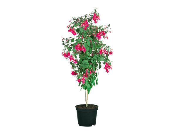 Standard Fuchsia