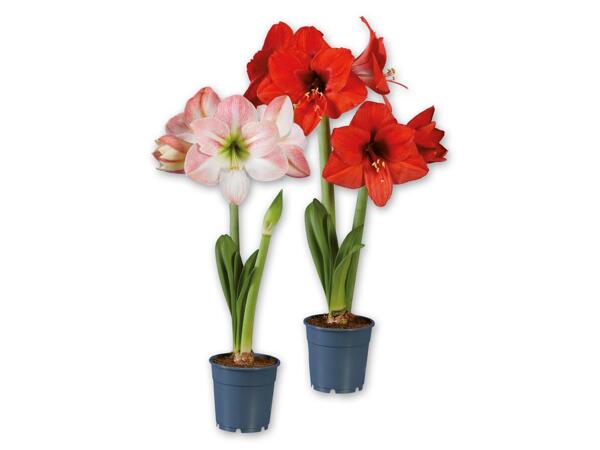 Amaryllis, 2 Stems
