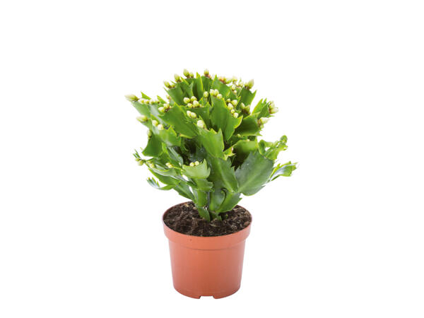 Christmas Cactus