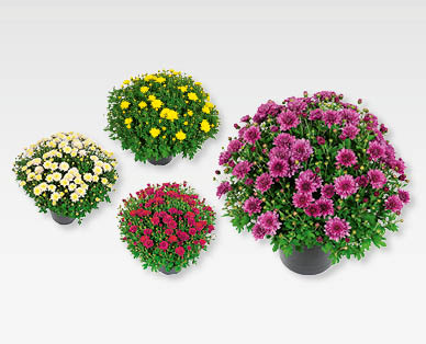 Chrysanthème GARDENLINE(R)