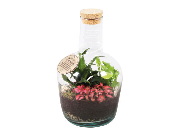 Bottle Terrarium