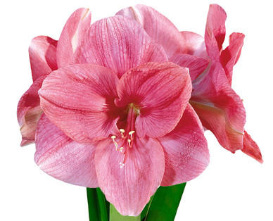 Wachs-Amaryllis „Frohes neues Jahr"