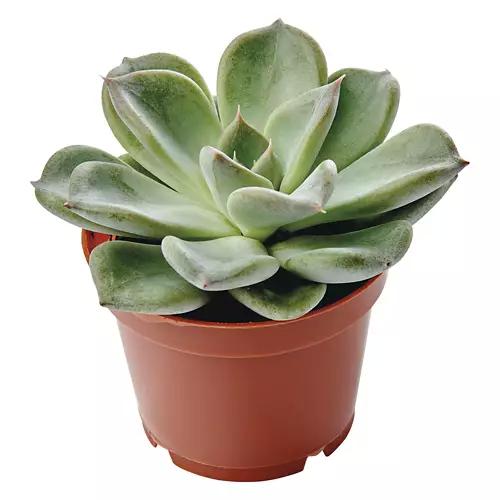 Mini Succulent - Assorted Varieties