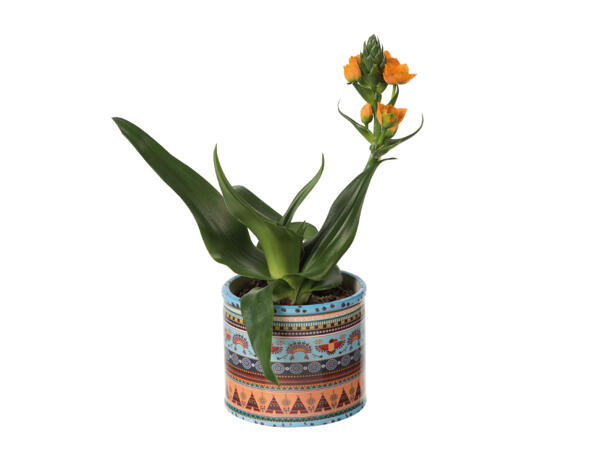 Ornithogalum in ceramic
