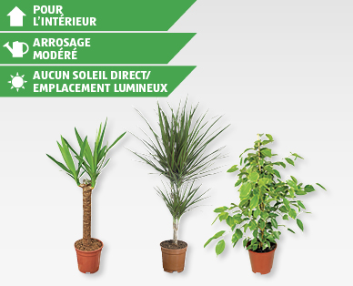 Plante verte