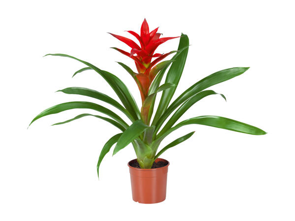 Vriesea or Guzmania