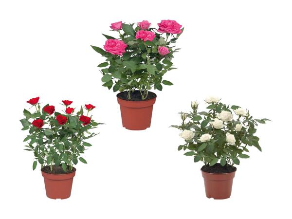 Rosier en pot