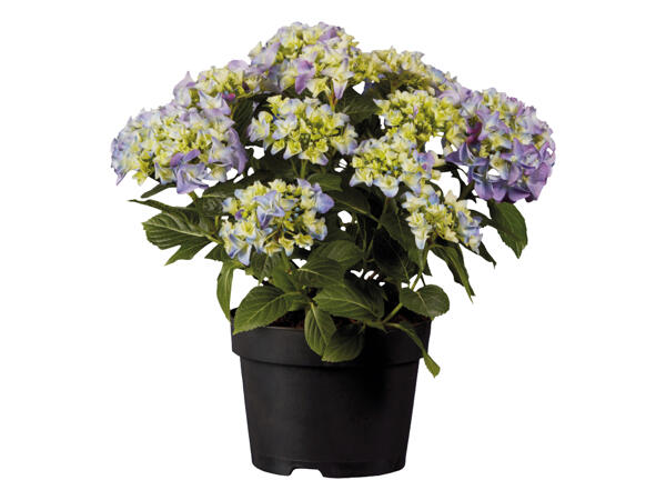 Garden Hydrangea
