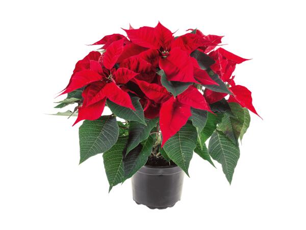 Arbuste de poinsettia