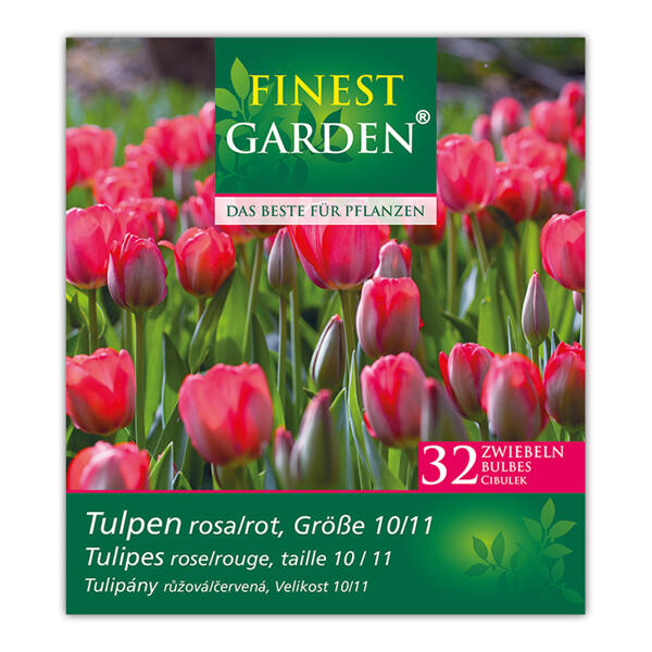 Blumenzwiebeln Narzissen / Tulpen