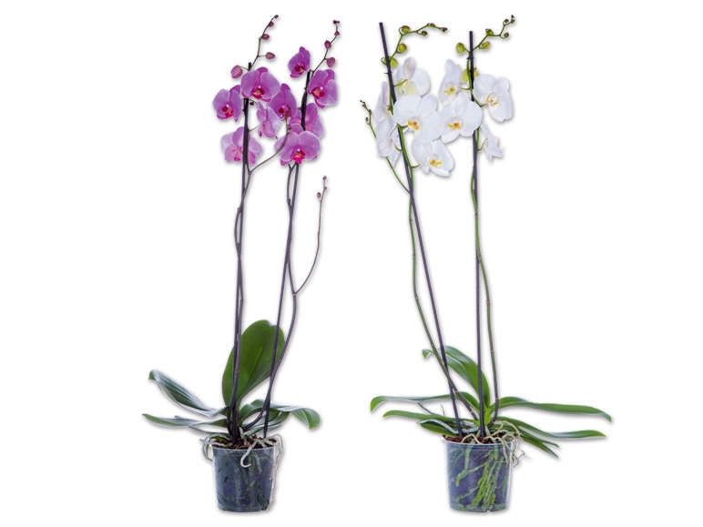XXL-Phalaenopsis