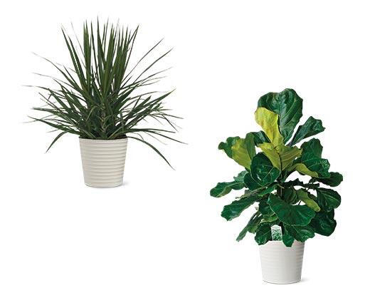 10 Inch Foliage Assorted Varieties