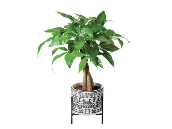"Easy-Care" Plants