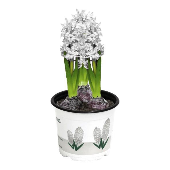 Hyacint, 12 cm