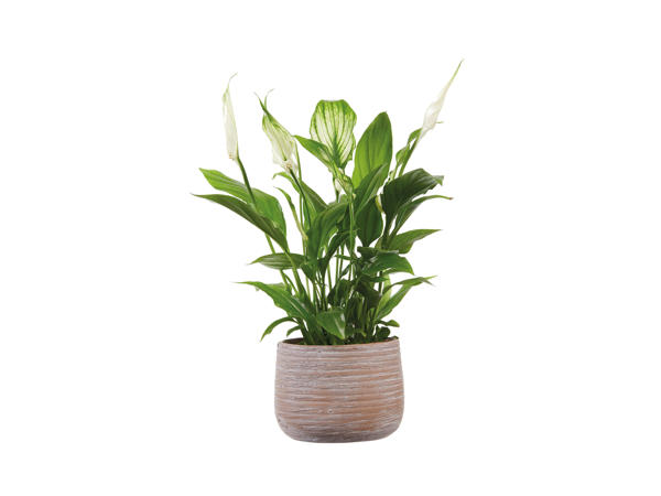 Peace Lily in Ceramic Pot1