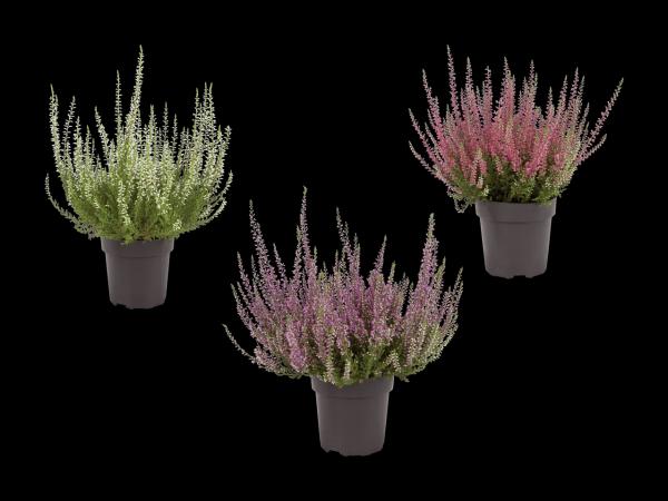 Bruyère (Calluna vulgaris)