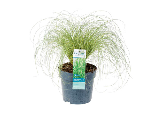 Ornamental Grass