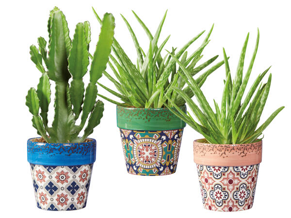 Euphorbia oder Aloe Vera in Evora Keramik