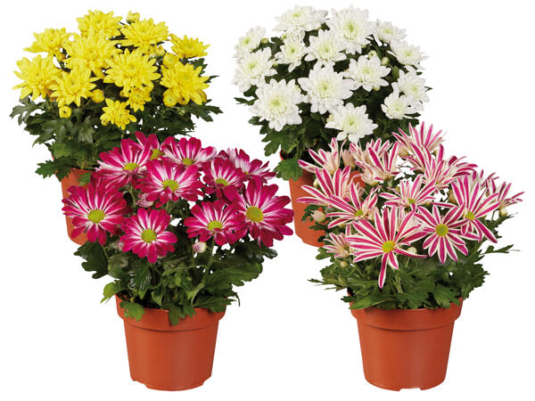 Chrysanthemen Multicolor