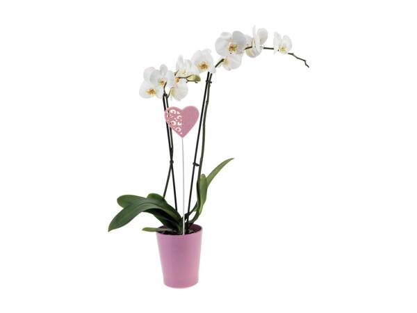 Phalaenopsis 2 stems