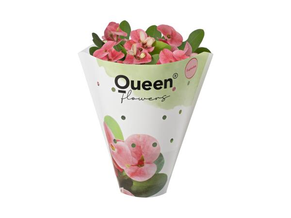Euphorbia Tiara