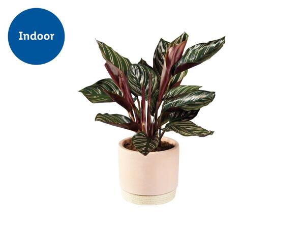 Plants in Woodbase Pot