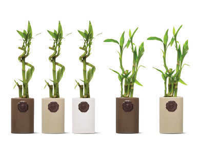 4" Lucky Bamboo