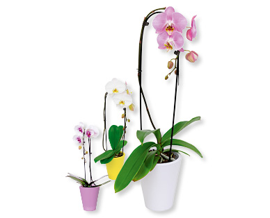 Phalaenopsis "Cascade"